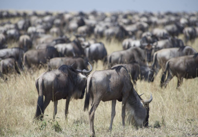 12-Day Kenya Wildlife and Beach Safari