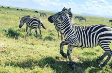 5 Days Tanzania Migration & River Crossing Safari