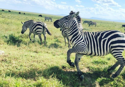 5 Days Tanzania Migration & River Crossing Safari