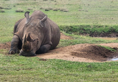 10 Days Rhino Watch and Big Five Safari
