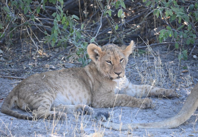 7-Day Best of Moremi Game Reserve