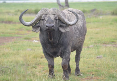 5 Days in Masai Mara, Lake Nakuru & Lake Naivasha