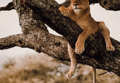 6-Day Memorable Serengeti & Ngorongoro Luxury Safari