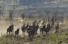 10-Day Liuwa Plains & Kafue Mobile Safari