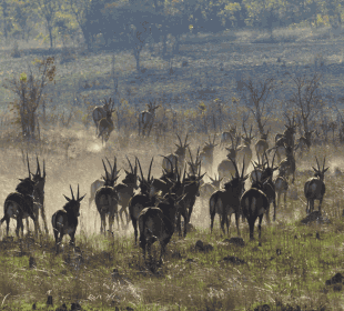 10-Day Liuwa Plains & Kafue Mobile Safari