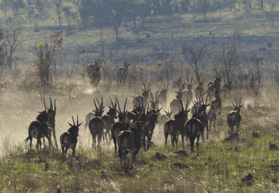 10-Day Liuwa Plains & Kafue Mobile Safari