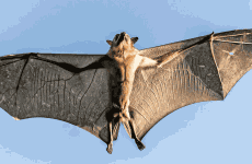 10-Day Kasanka Bat Migration & Lower Zambezi Safari
