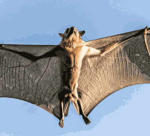 10-Day Kasanka Bat Migration & Lower Zambezi Safari