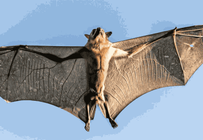 10-Day Kasanka Bat Migration & Lower Zambezi Safari