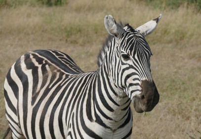4 Days in Masai Mara and Lake Nakuru