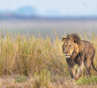 12-Day Lower Zambezi and Kafue Safari
