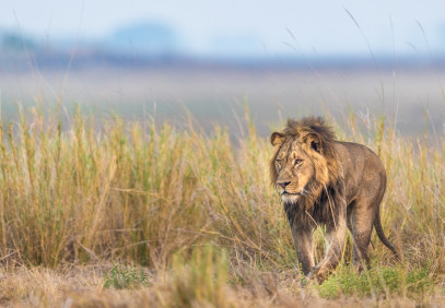 12-Day Lower Zambezi and Kafue Safari