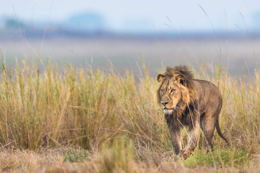 12-Day Lower Zambezi and Kafue Safari