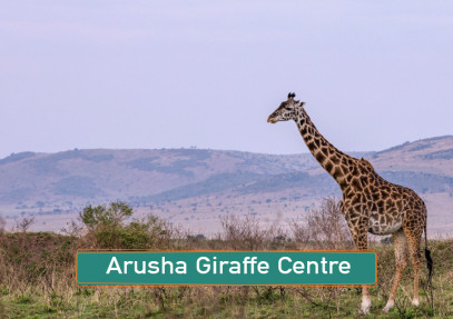 Arusha Giraffe Centre: A Unique Wildlife Encounter