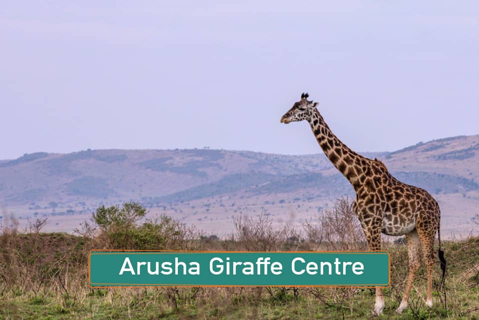 Arusha Giraffe Centre: A Unique Wildlife Encounter