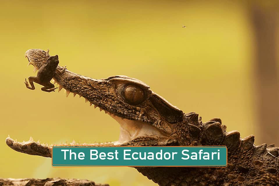 The Best Ecuador Safari
