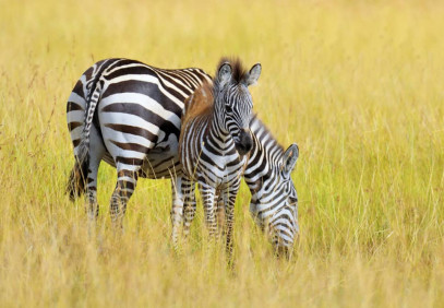 5 Days Tanzania Group Camping Safari