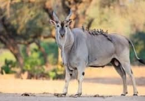 Eland