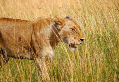 3-Day Northern Tanzania Group Camping Safari