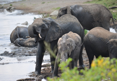 4-Day Serengeti Fly-in, Fly-out Luxury Safari