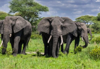 1-Day Tarangire Safari Trip
