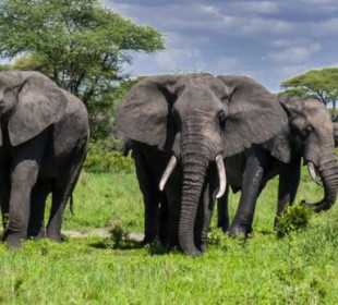 5-Day Serengeti & Ngorongoro Mid Range Safari