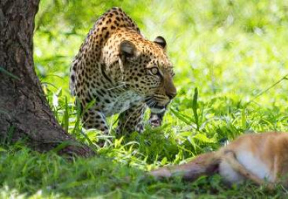 8-Day Dynamic Safari: Night Game & Cycling