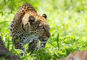 8-Day Dynamic Safari: Night Game & Cycling