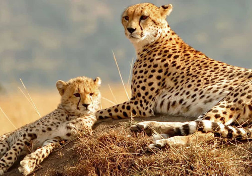 Affordable Tanzania Safari 1