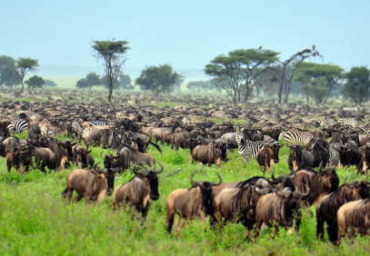 4-Day Wildebeest Migration Calving Safari