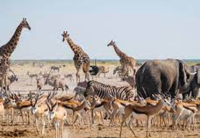 3 Days Etosha Camping Safari