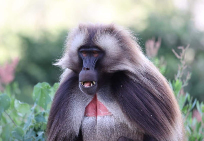 12 Days Ethiopia Mammal Watching Tour