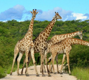 3-Day Luxury Fly-in, Fly-out Safari