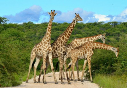 3-Day Luxury Fly-in, Fly-out Safari