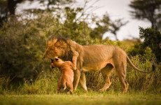 3-Day Fly-in Safari from Arusha