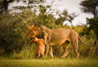 3-Day Fly-in Safari from Arusha