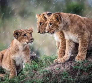 7-Day Tanzania Drive-In Fly-Out Mid-Range Safari