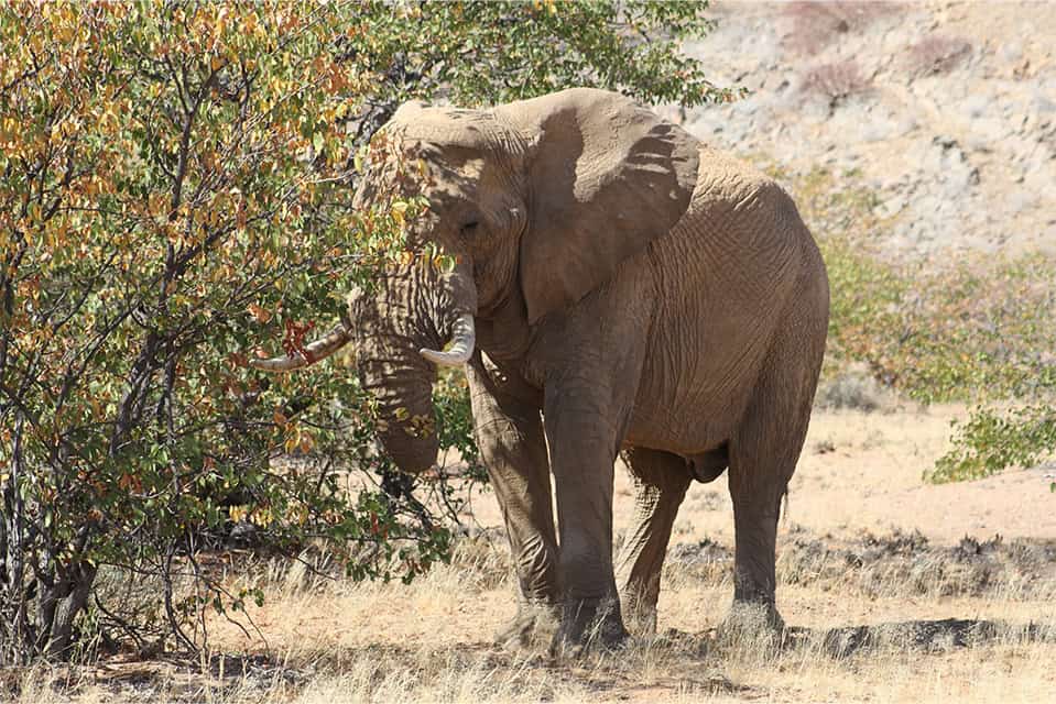 Safari Deal Self Drive Safari In Namibia 5971