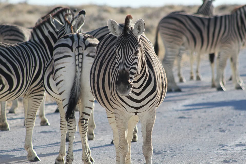 Safari Deal Self Drive Safari In Namibia 6097