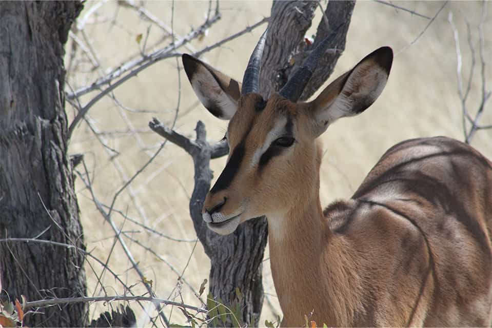 Safari Deal Self Drive Safari In Namibia 6191