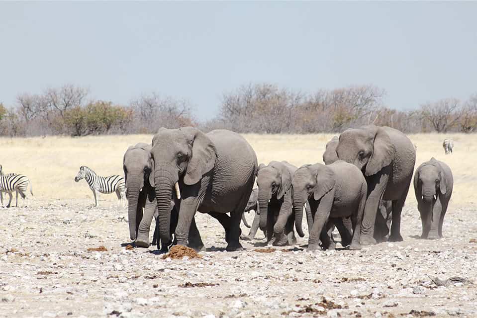 Safari Deal Self Drive Safari In Namibia 6222