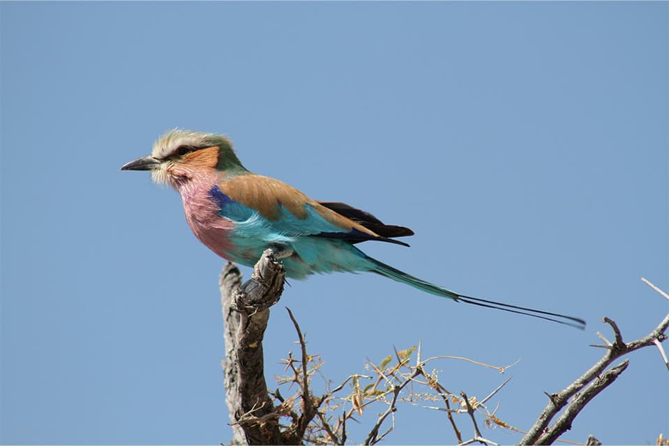 Safari Deal Self Drive Safari In Namibia 6338
