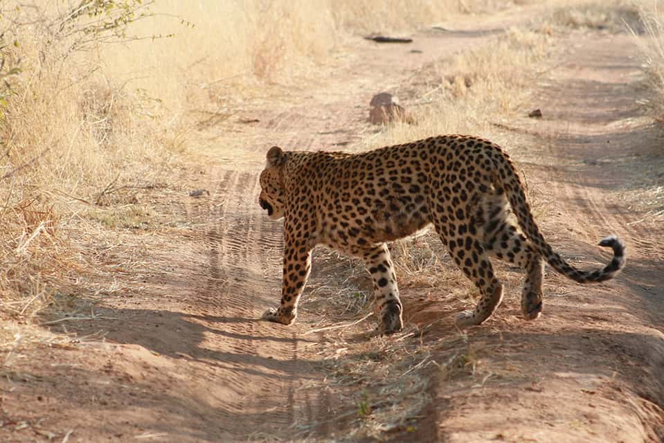 Safari Deal Self Drive Safari In Namibia 6791