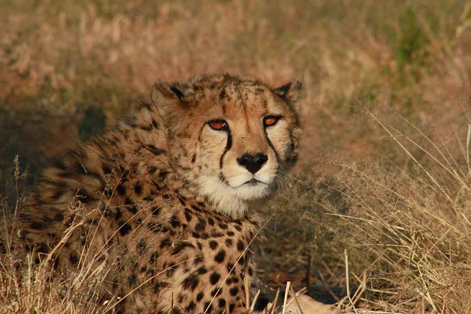 Safari Deal Self Drive Safari In Namibia 6891