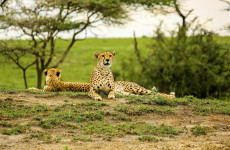 8-Day Mid Range Tarangire, Serengeti & Ngorongoro Safari