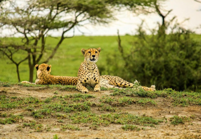 8-Day Mid Range Tarangire, Serengeti & Ngorongoro Safari
