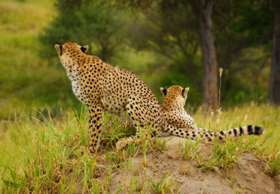 6-Day Tanzania Safari Adventure