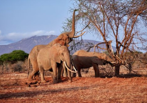 Elephant Tsavo East