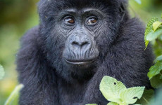 3-Day Chimpanzee Safari in Gombe National Park