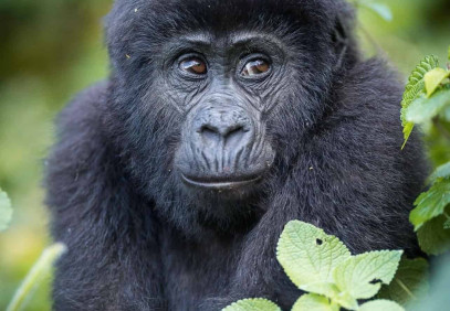 3-Day Chimpanzee Safari in Gombe National Park
